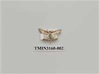 藏品(螟蛾323)的圖片